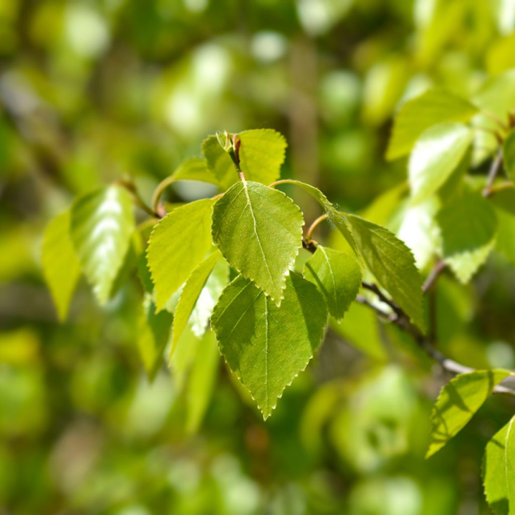 Betula pendula Magical Globe - Bouleau commun