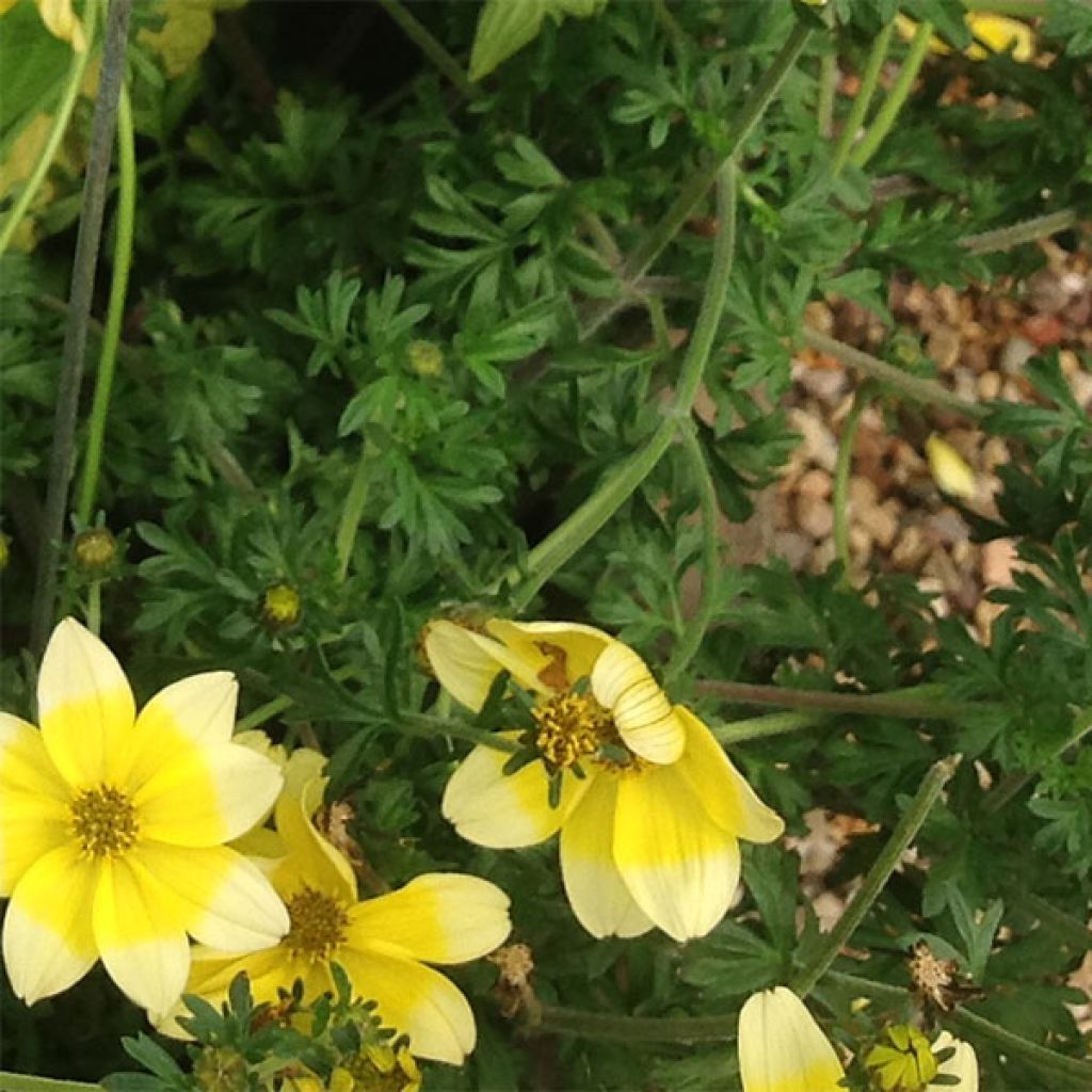 Bidens Lemon Moon
