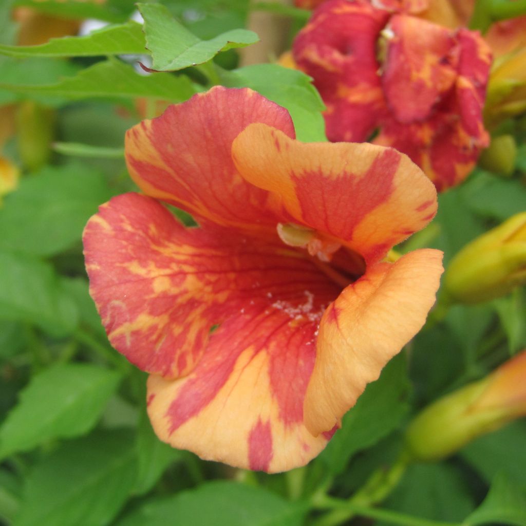 Bignone Orangeade - Campsis x tagliabuana Tracamp Pot de 3L