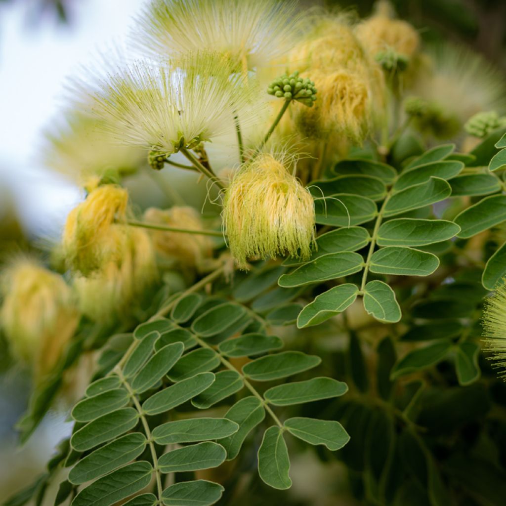 Albizia lebbeck - Bois noir des Bas