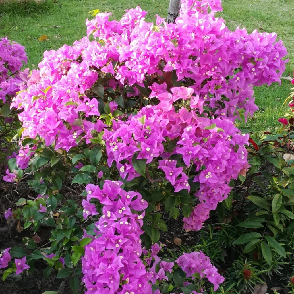 Bougainvillier Violet de Mèze