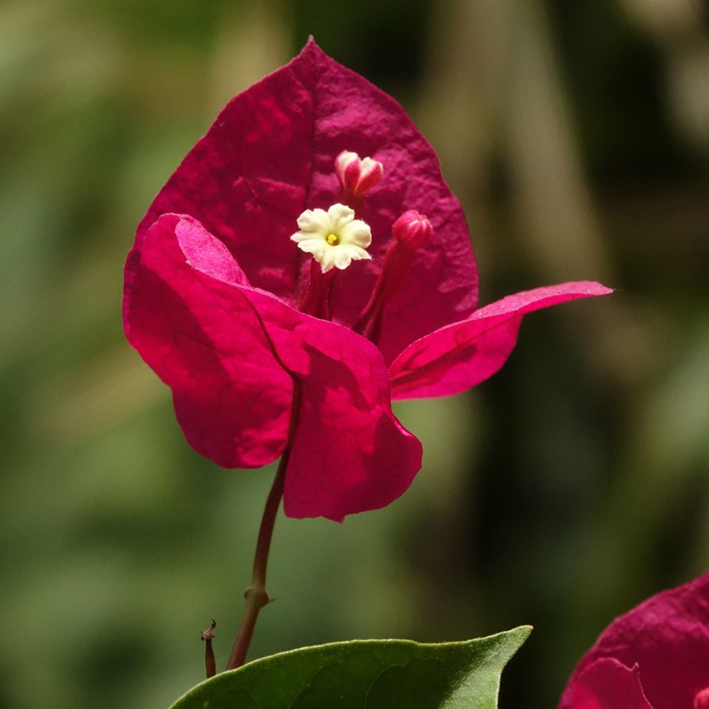 Bougainvillier spectabilis Rouge foncé