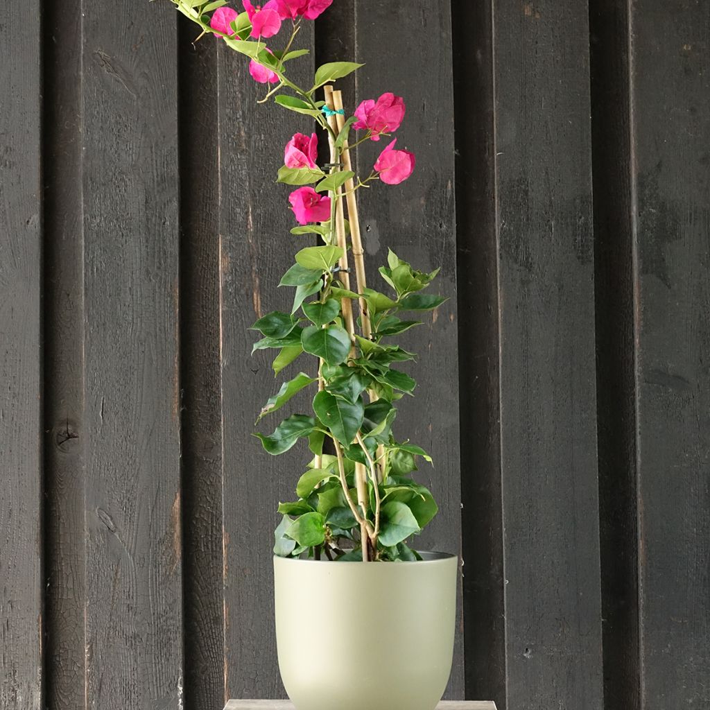 Bougainvillier spectabilis Rouge foncé