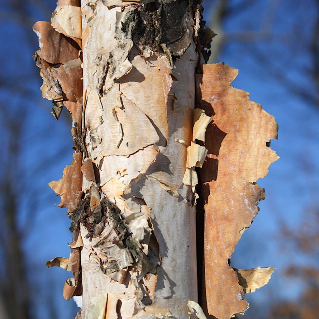 Bouleau noir - Betula nigra