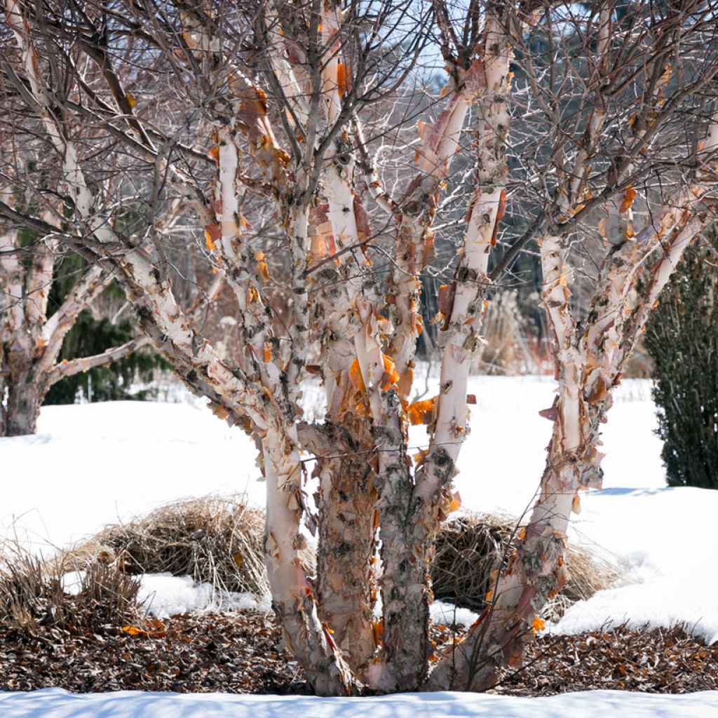 Bouleau noir - Betula nigra