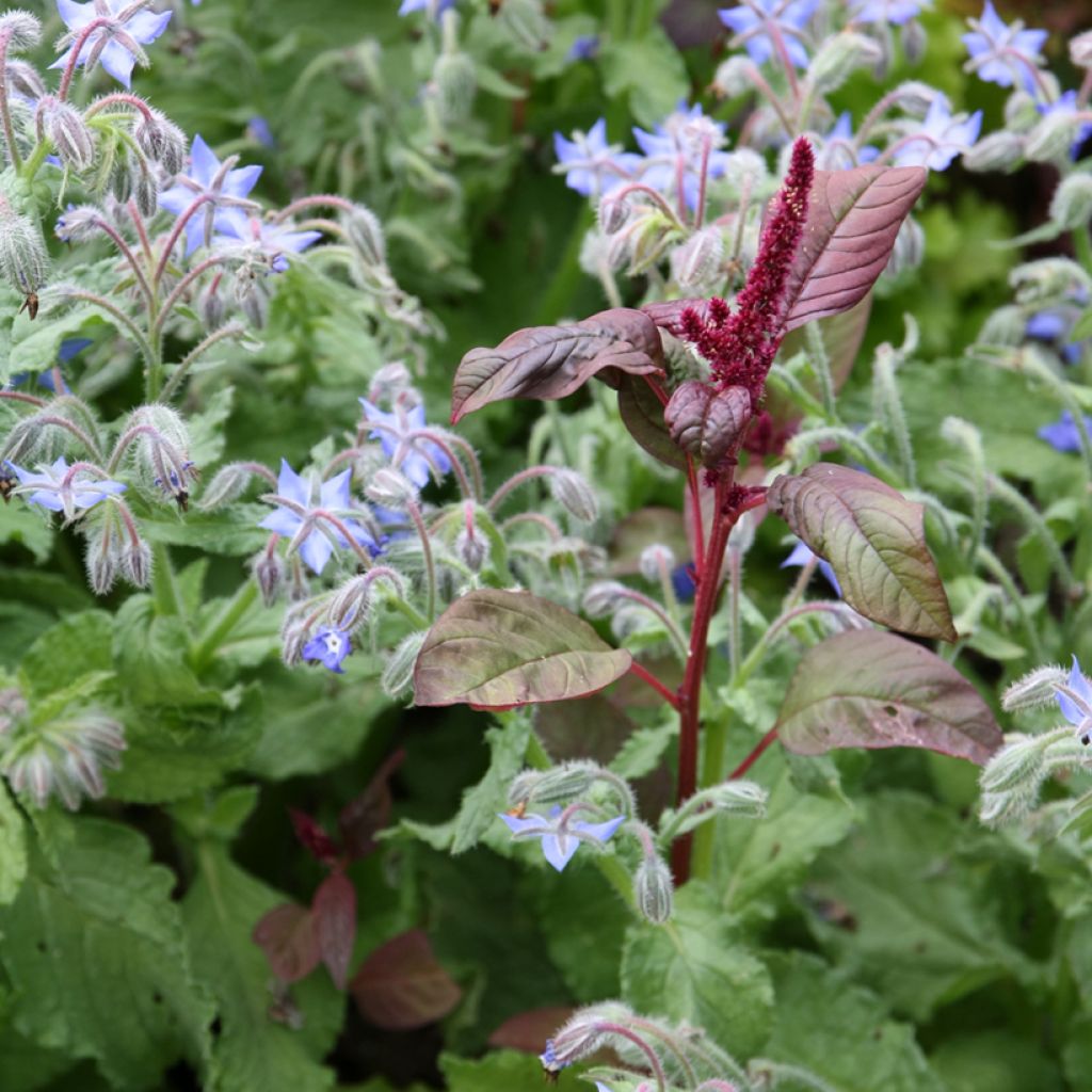 Bourrache BIO - Borago officinalis