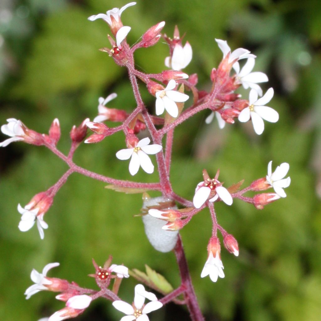 Boykinia occidentalis