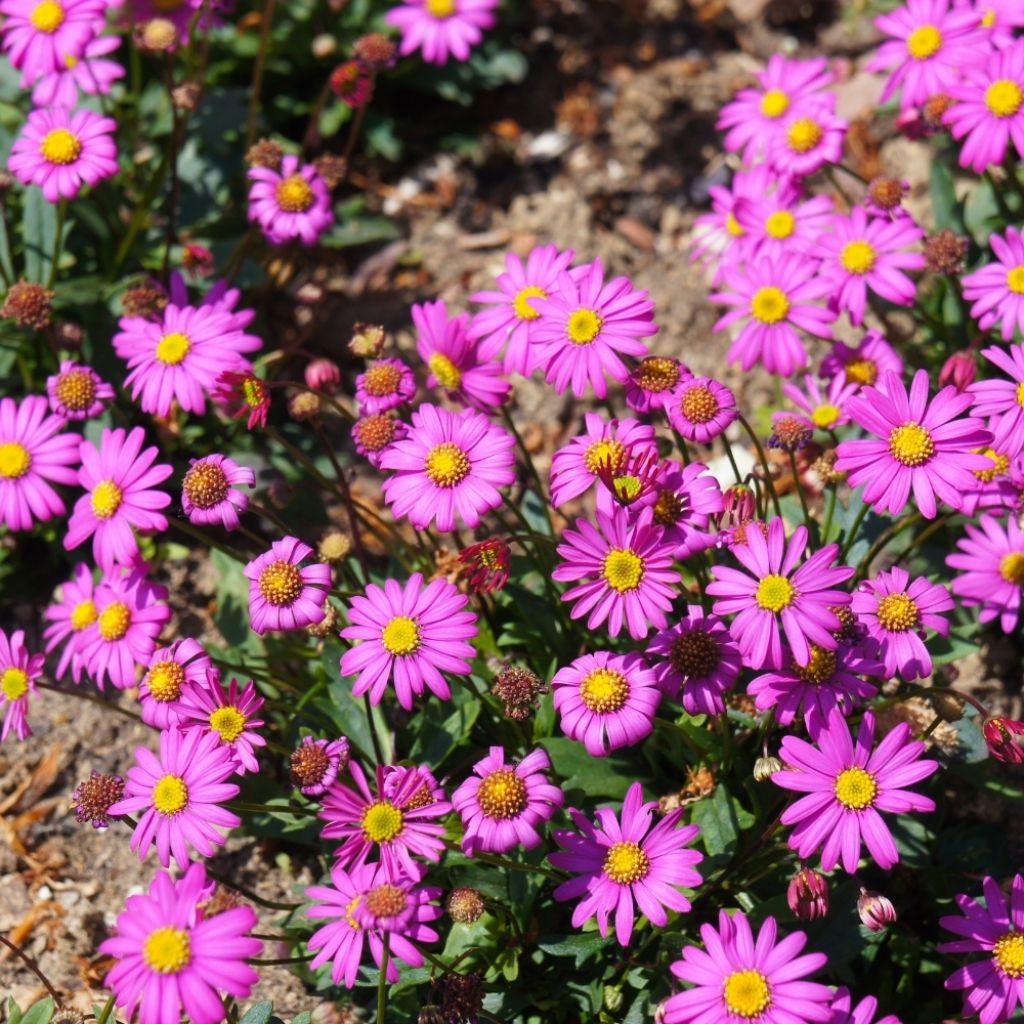 Brachycome multifida
