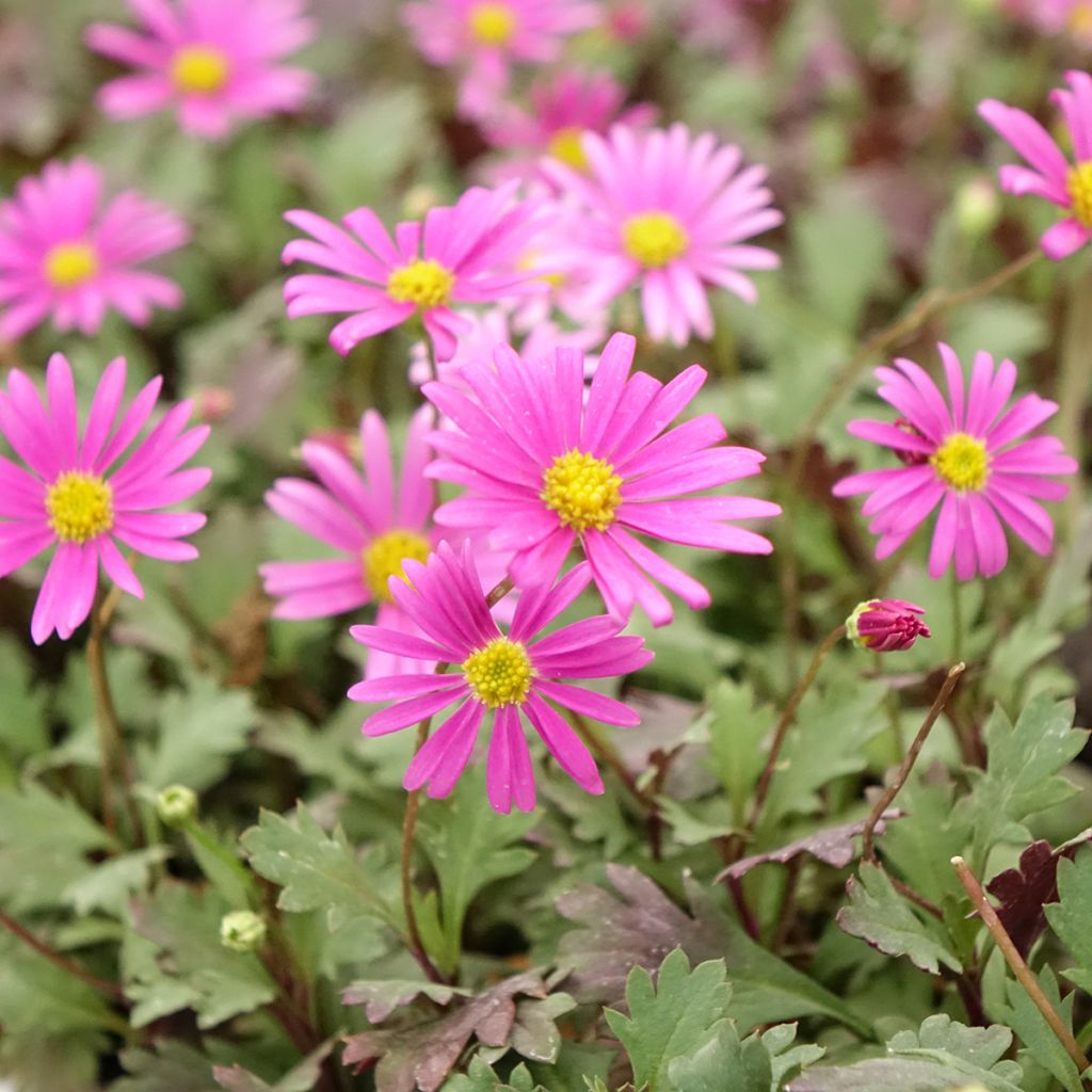 Brachyscome Fresco Bright Pink