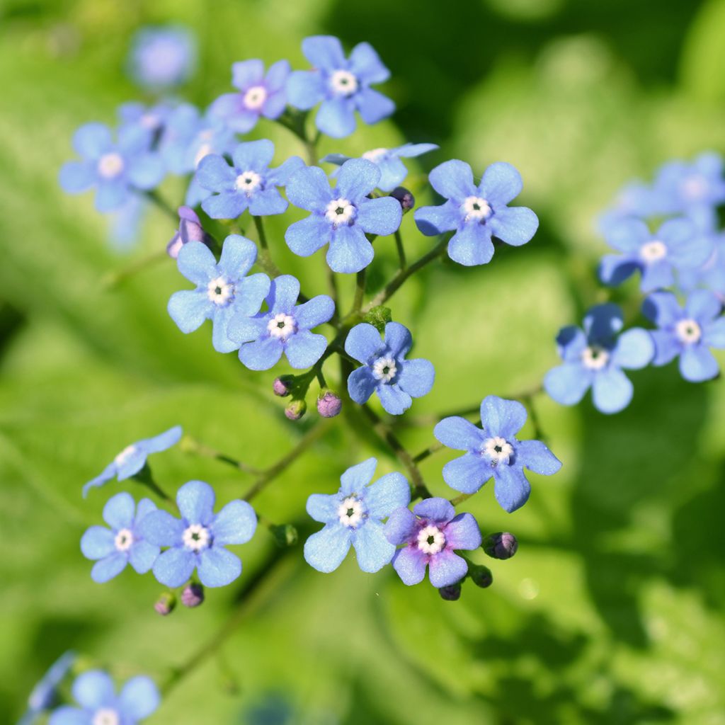 Brunnera macrophylla Jack Frost - Myosotis du Caucase
