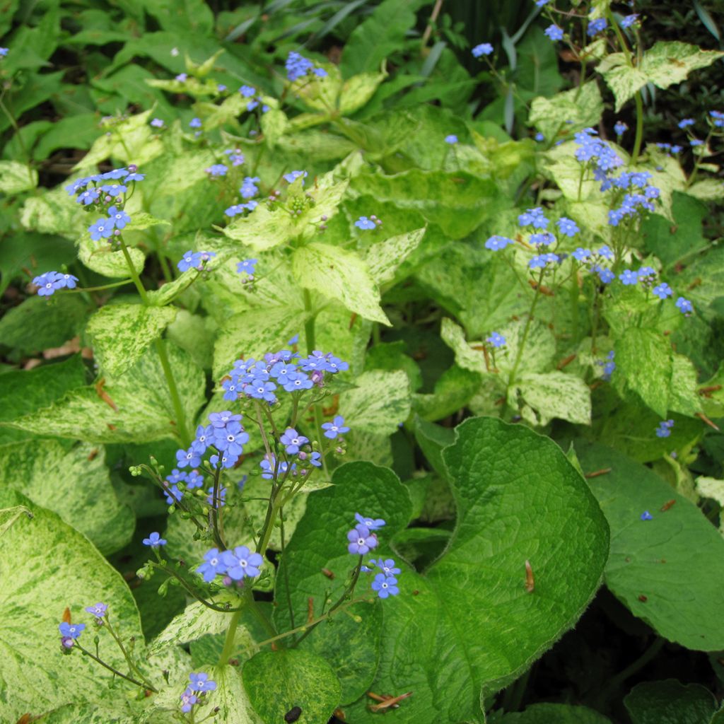 Brunnera macrophylla Yellow Spring - Myosotis du Caucase
