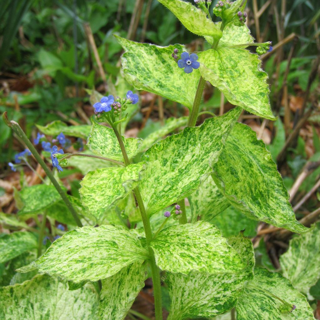 Brunnera macrophylla Yellow Spring - Myosotis du Caucase