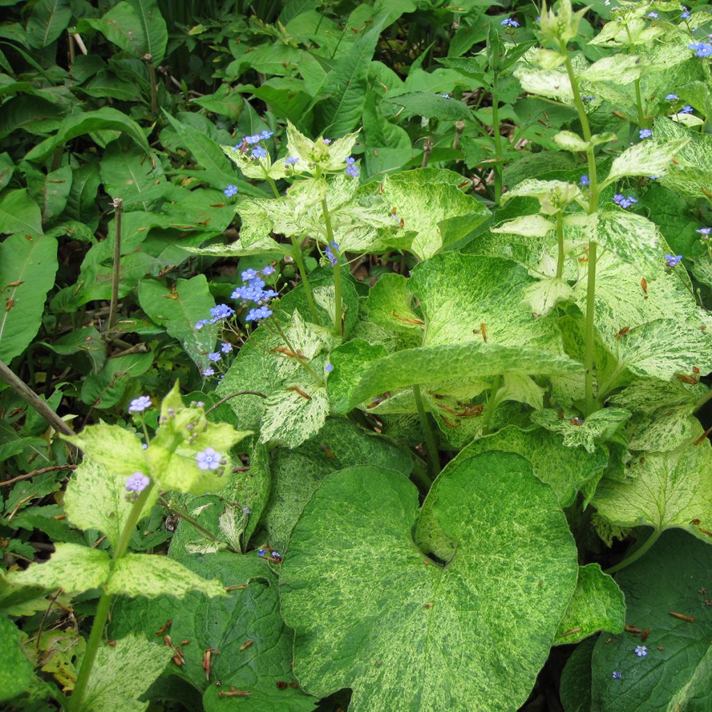 Brunnera macrophylla Yellow Spring - Myosotis du Caucase