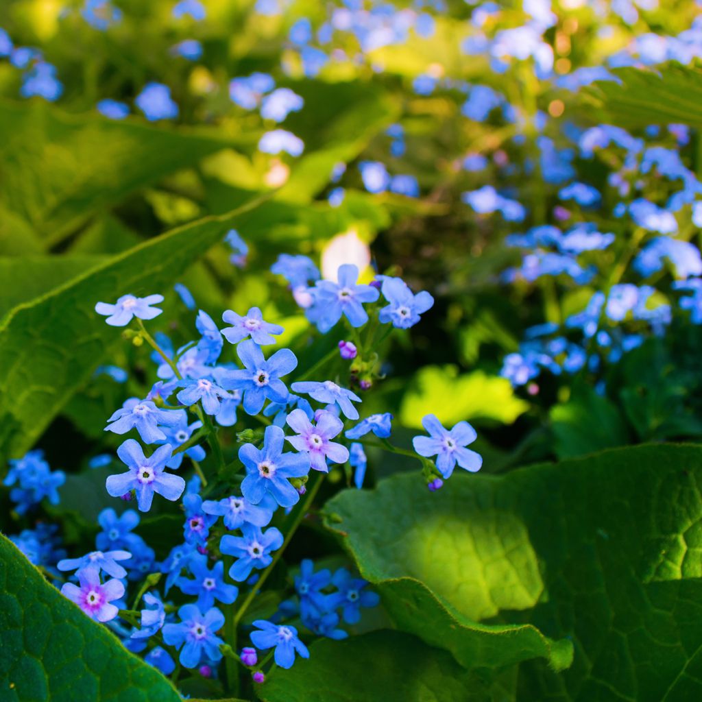 Brunnera sibirica - Brunnère de Sibérie