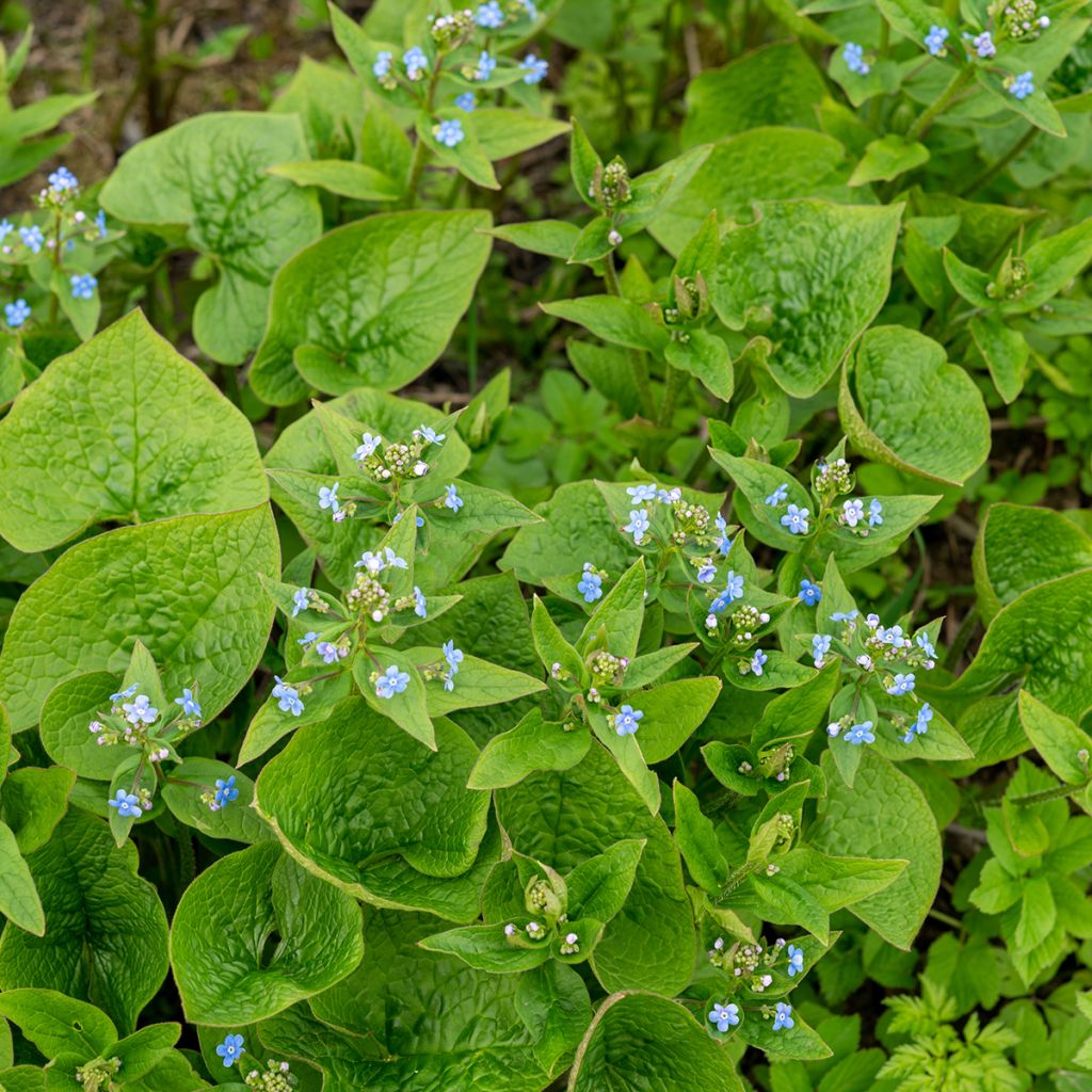 Brunnera sibirica - Brunnère de Sibérie