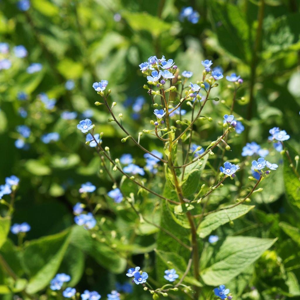 Brunnera sibirica - Brunnère de Sibérie