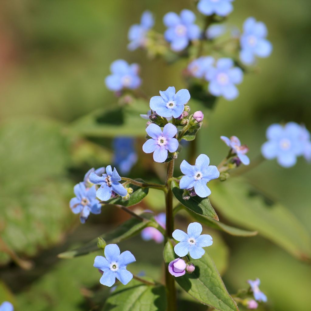 Brunnera sibirica - Brunnère de Sibérie