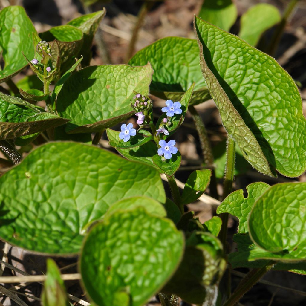 Brunnera sibirica - Brunnère de Sibérie