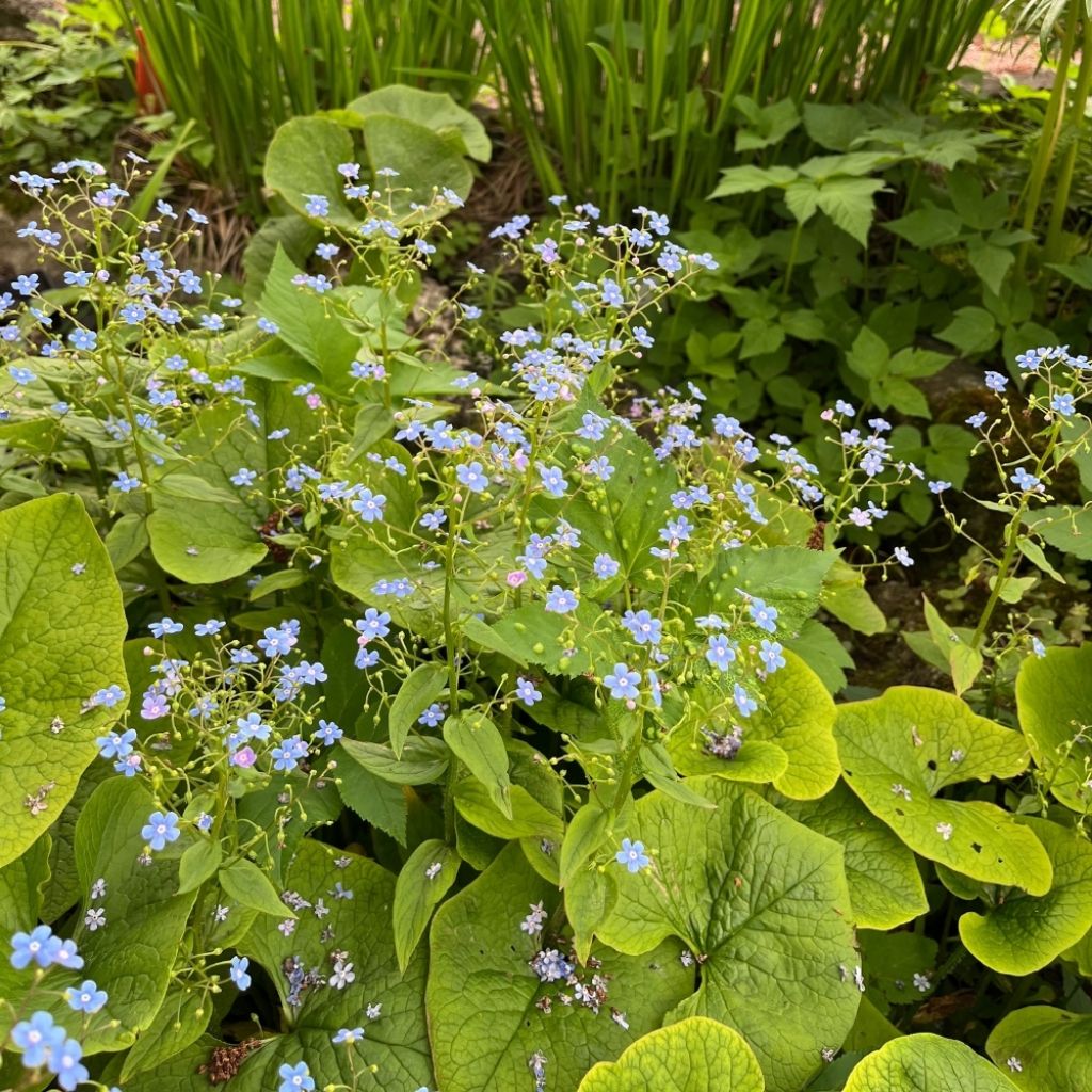 Brunnera macrophylla - Myosotis du Caucase