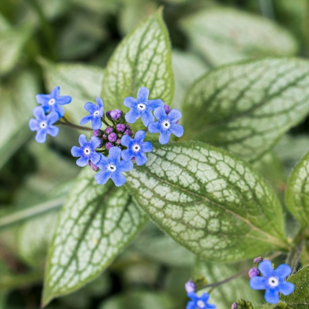 Brunnera macrophylla Jack Frost - Myosotis du Caucase