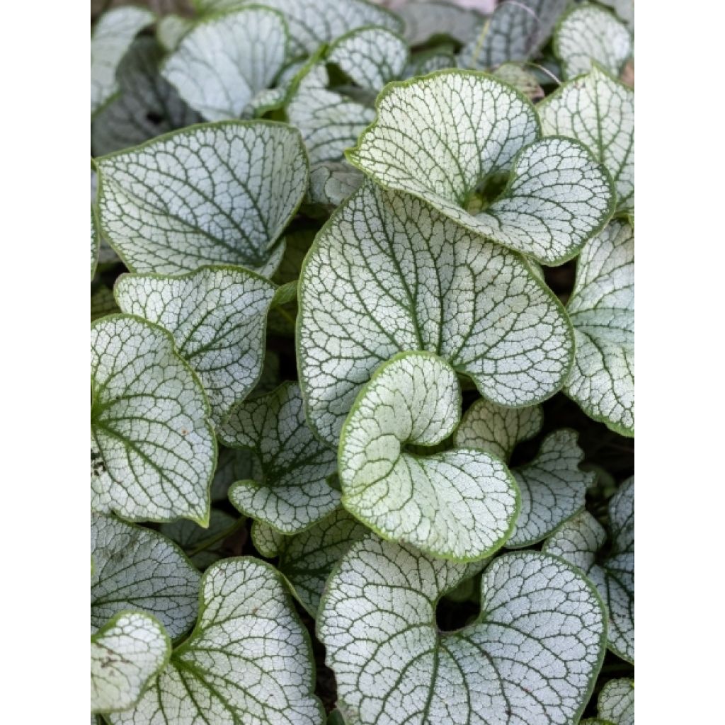 Brunnera macrophylla Jack of Diamonds - Myosotis du Caucase