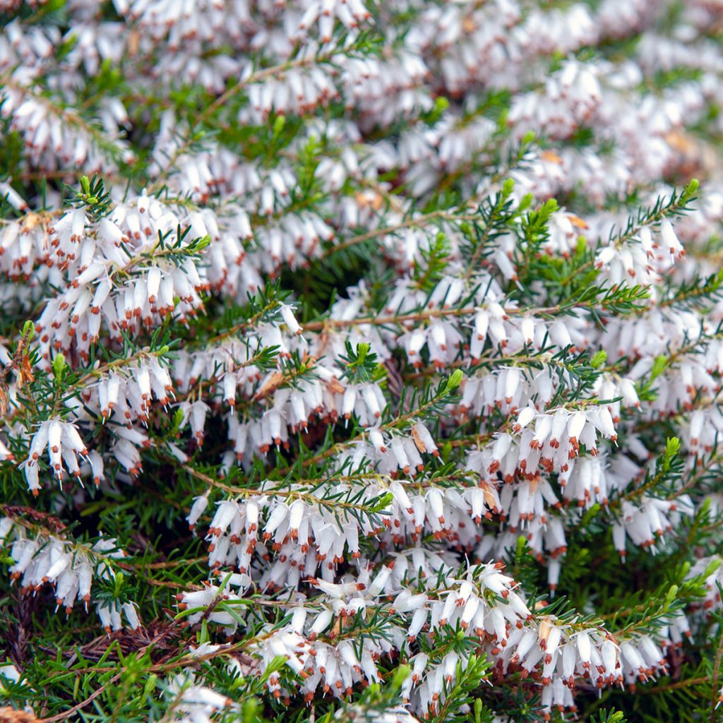 Bruyère Carnea Springwood White, Erica