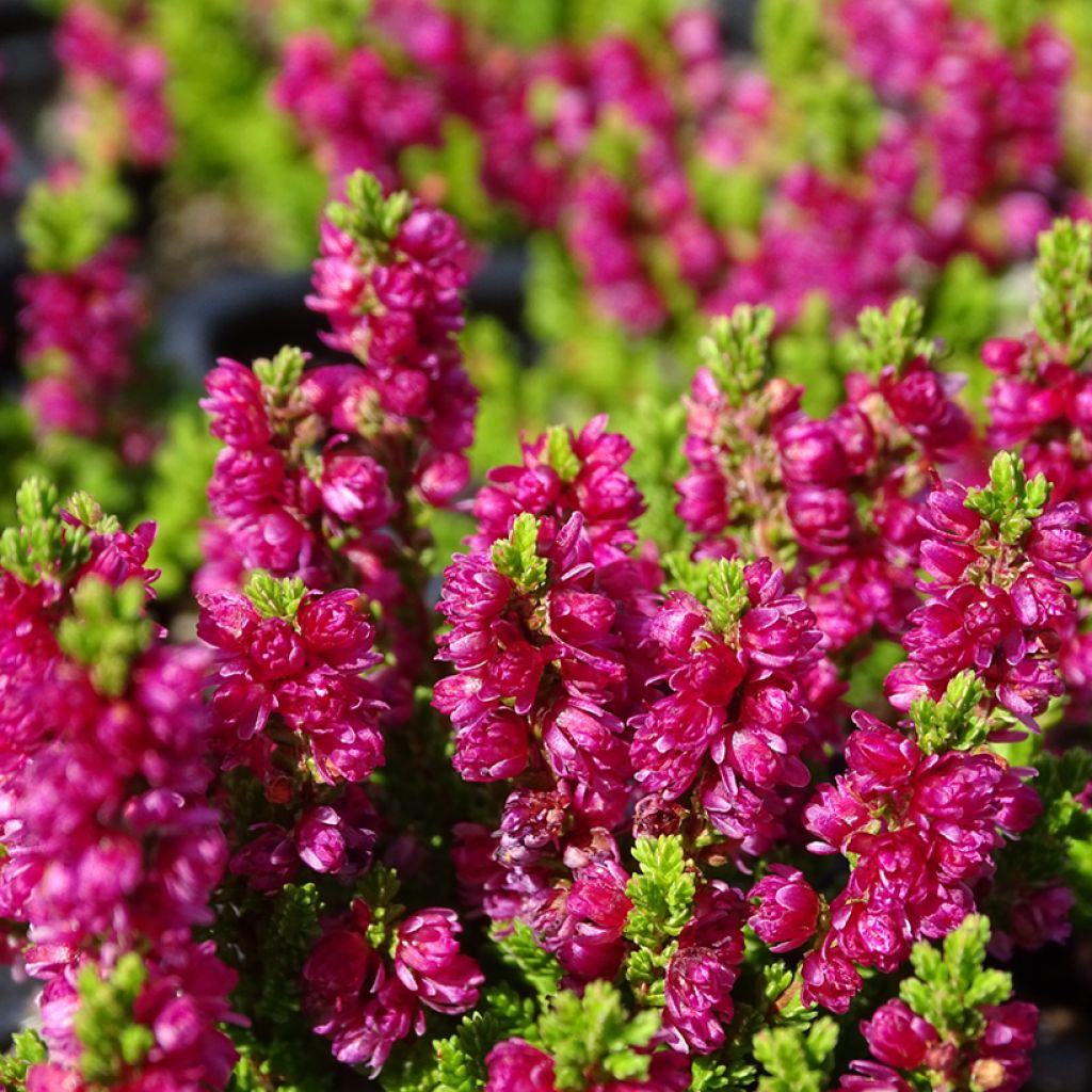 Bruyère d'été - Calluna vulgaris Dark Beauty