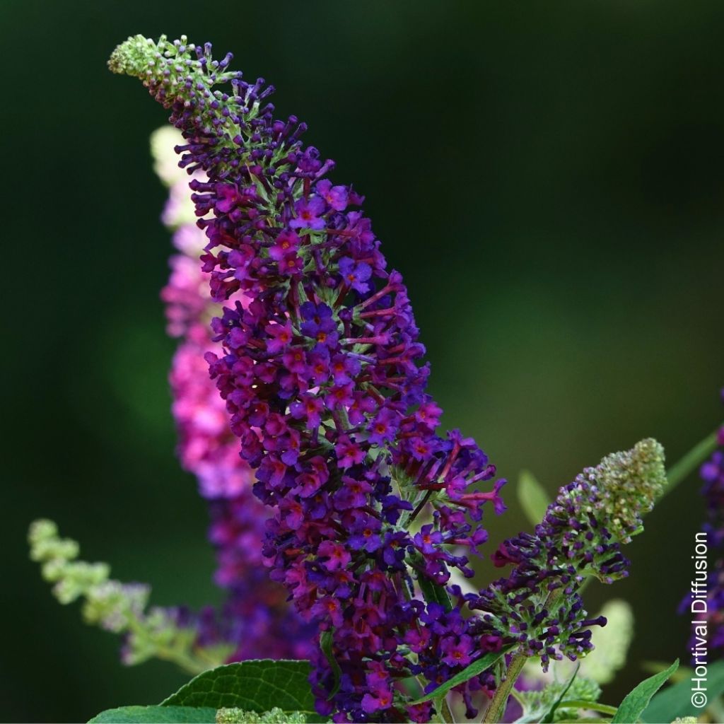 Buddleia davidii Rêve de Papillon Violet - Arbre aux papillons