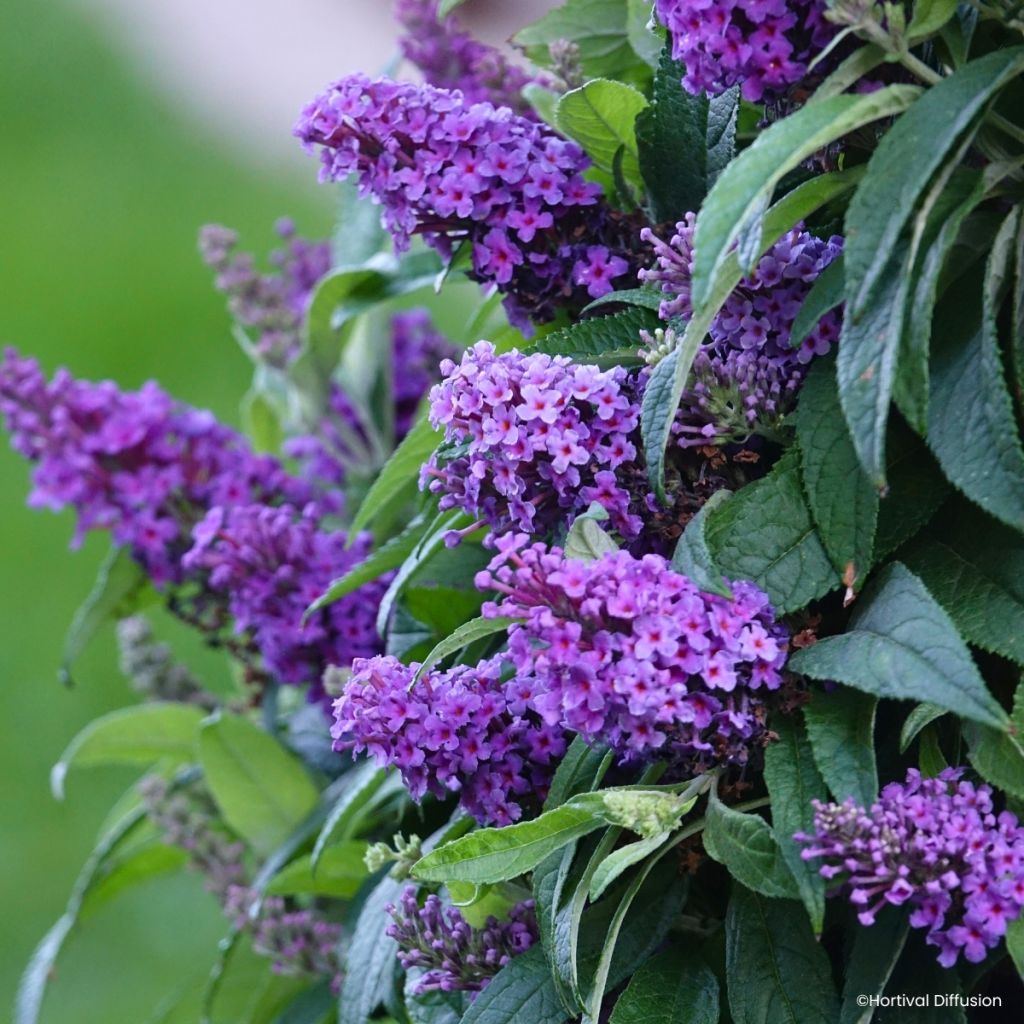 Buddleja davidii Tiny Buddy Violet - Arbre aux papillons nain