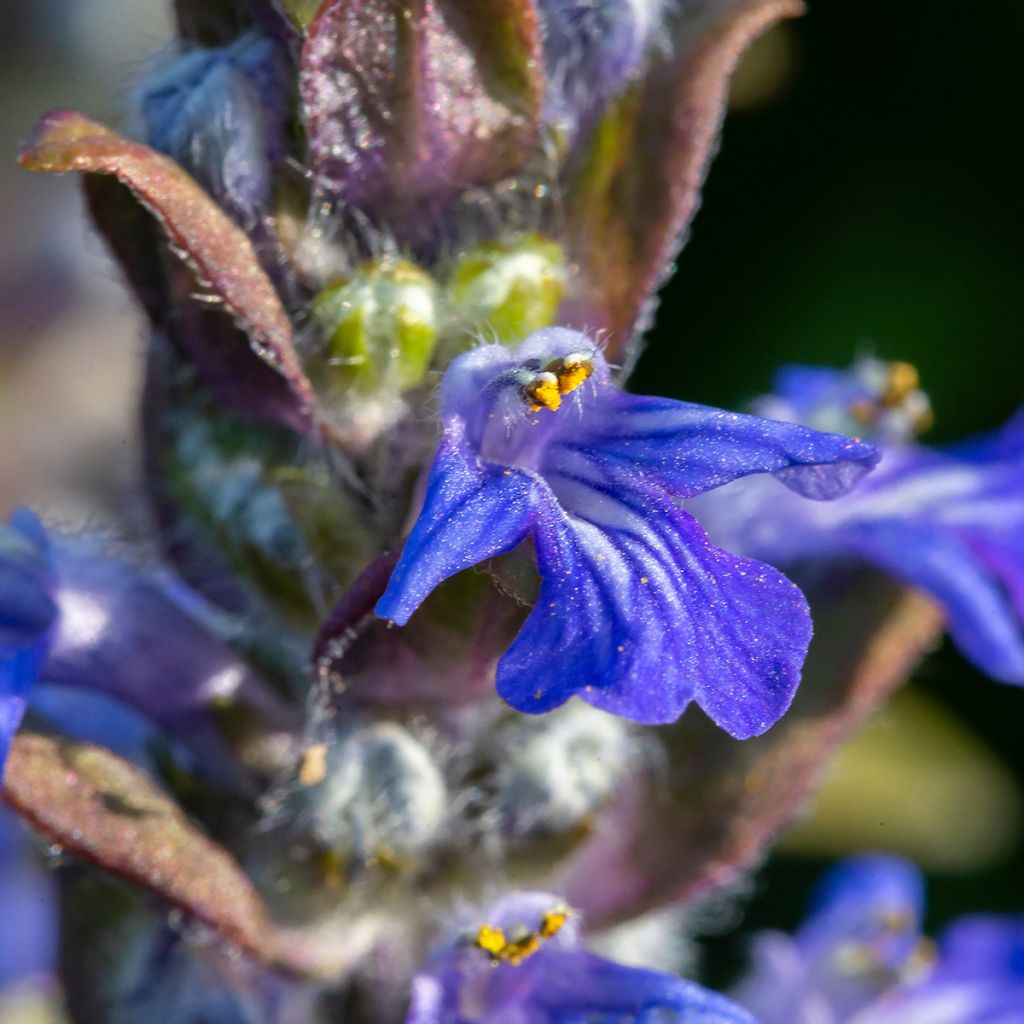Bugle rampante - Ajuga reptans