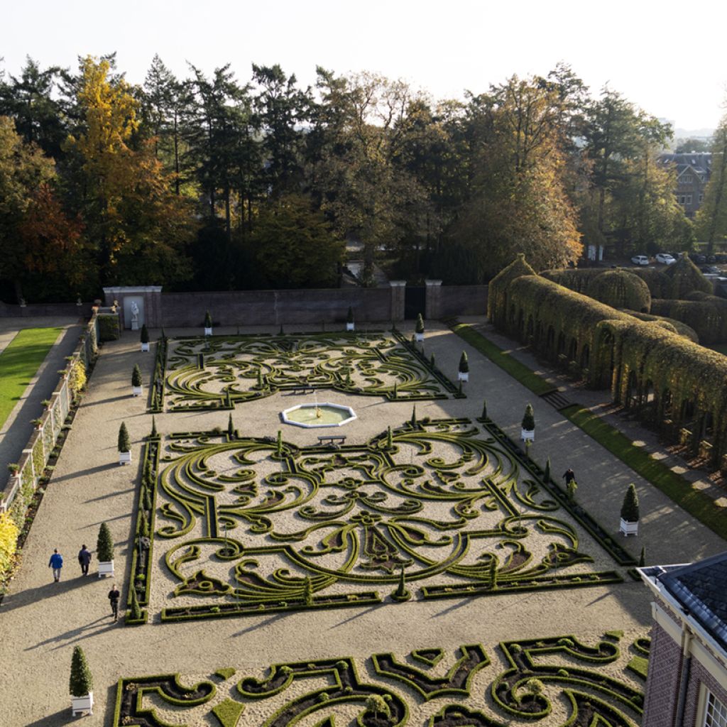 Buis - Buxus Betterbuxus Babylon Beauty