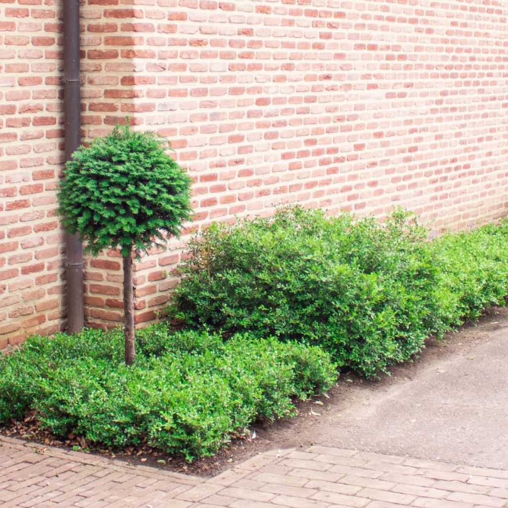 Buis - Buxus Betterbuxus Skylight
