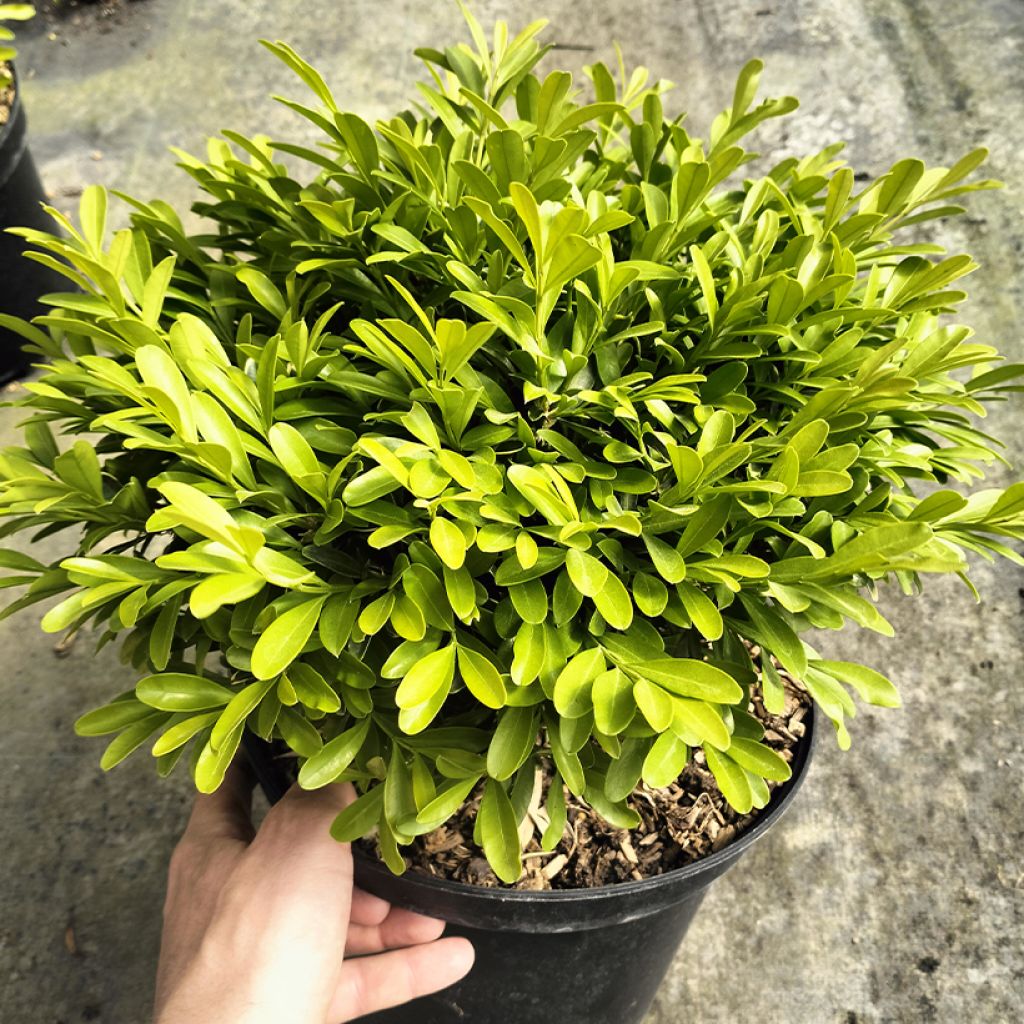 Buis - Buxus sinica var. insularis Mipo