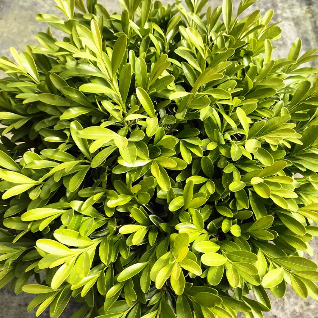 Buis - Buxus sinica var. insularis Mipo