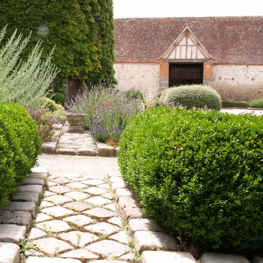 Buxus sempervirens Arborescens - Buis commun