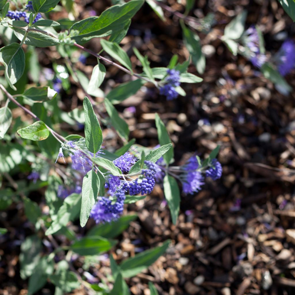 Caryopteris clandonensis Dark Knight - Spirée bleue