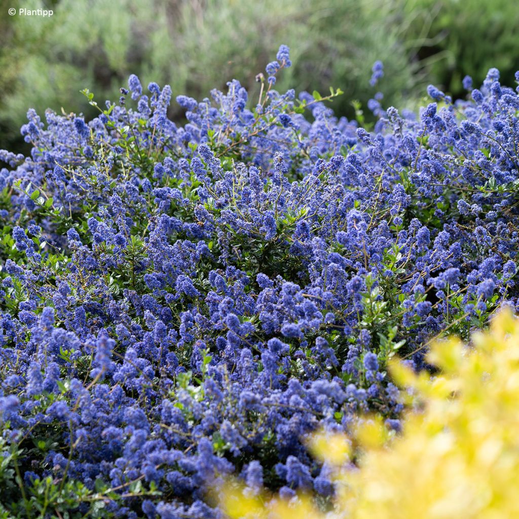 Céanothe Pacific Wave - Lilas de Californie