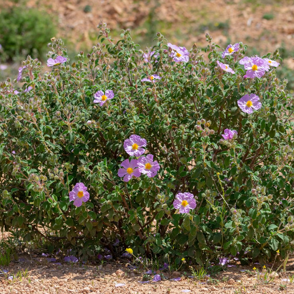 Cistus albidus - Ciste cotonneux
