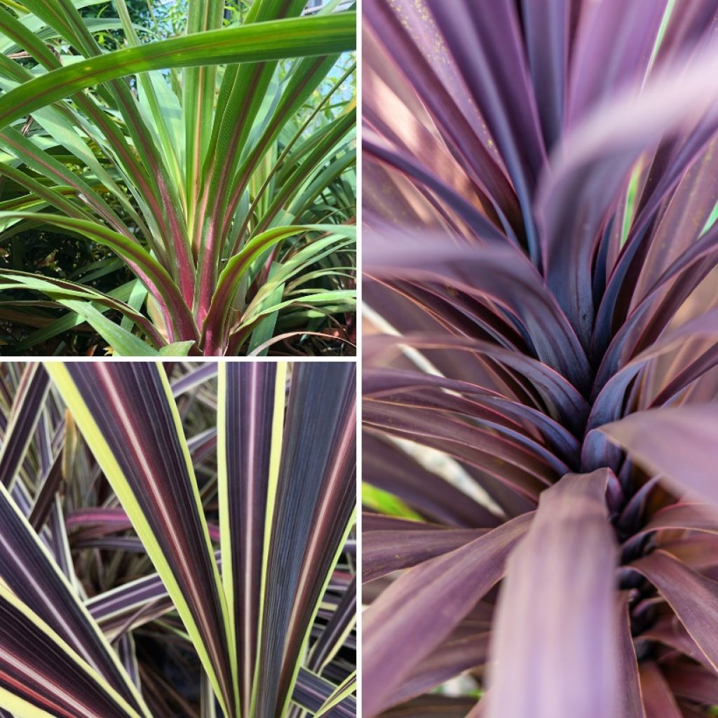 Cordyline trio pot déco Black Knight/Electric Flash/Peko