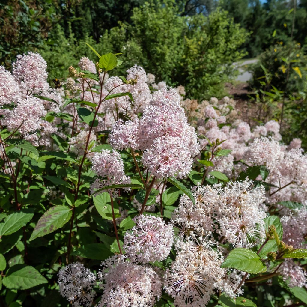 Céanothe pallidus Marie Rose - Lilas de Californie