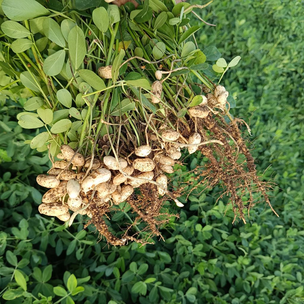 Cacahuètes  - Arachide