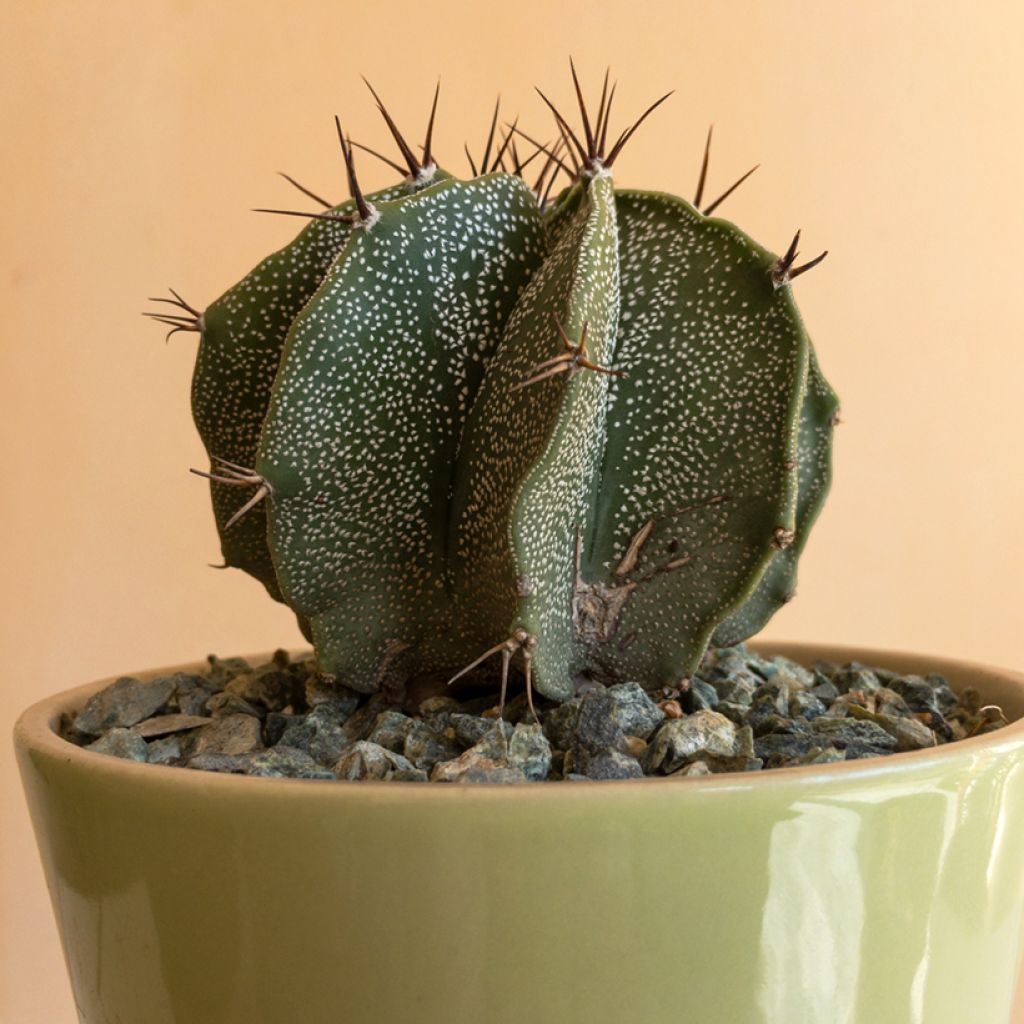 Cactus - Astrophytum ornatum