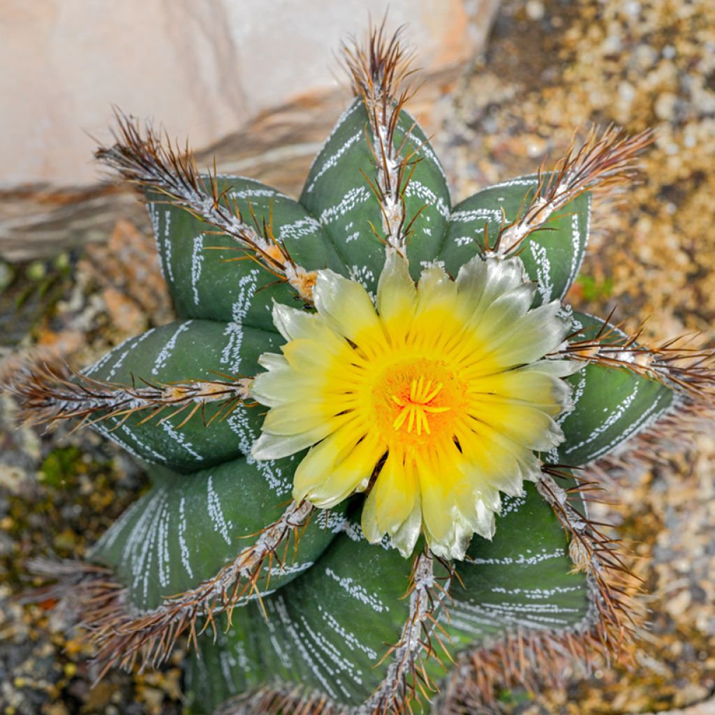 Cactus - Astrophytum ornatum