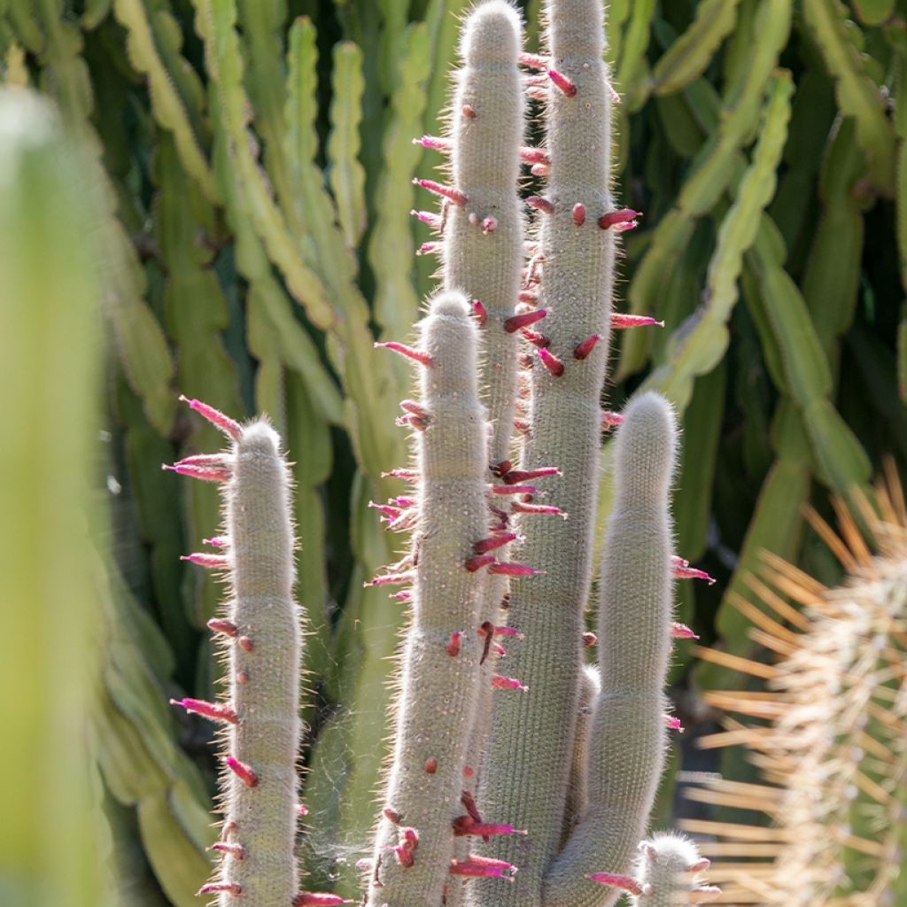 Cactus cierge - Cleistocactus strausii