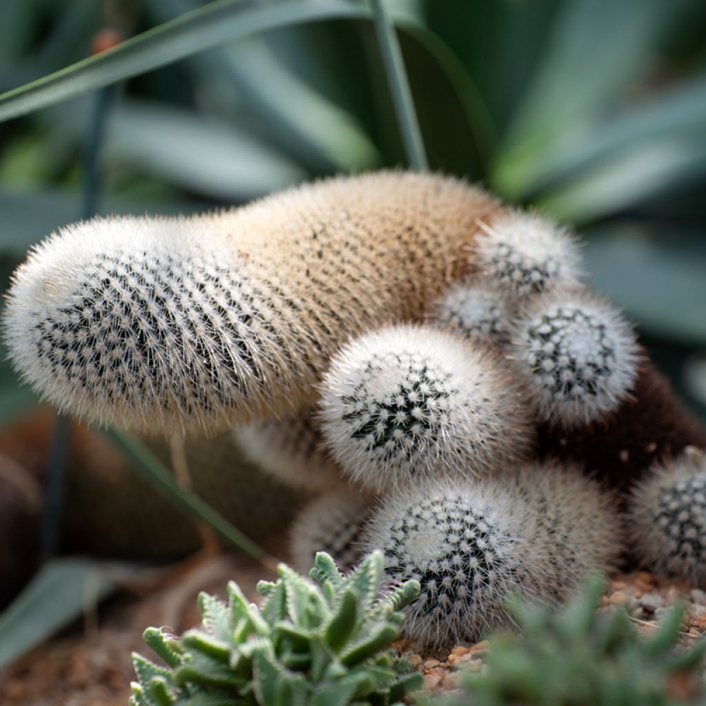 Cactus cierge - Cleistocactus strausii