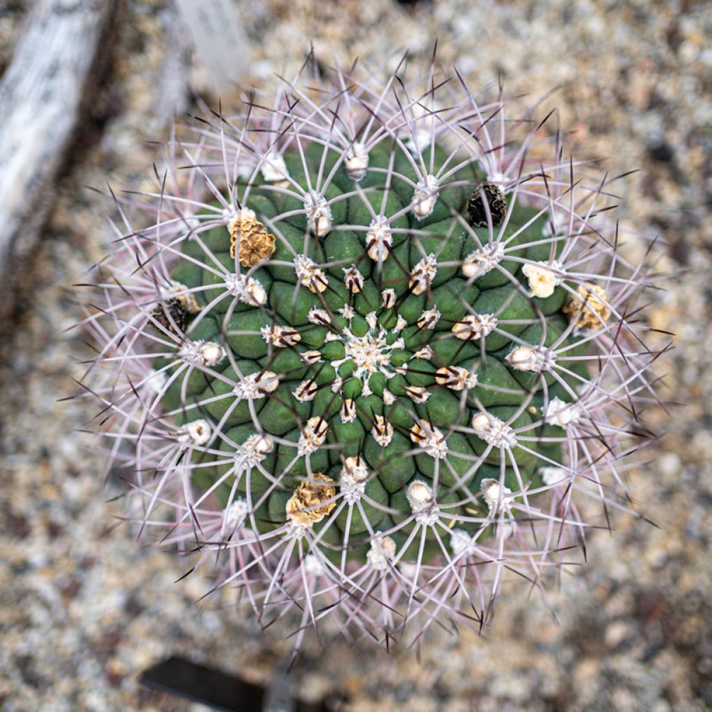 Cactus - Gymnocalycium saglionis