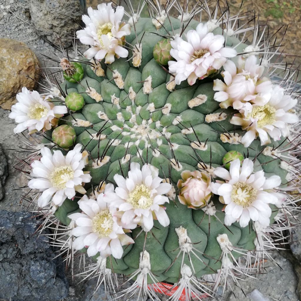 Cactus - Gymnocalycium saglionis