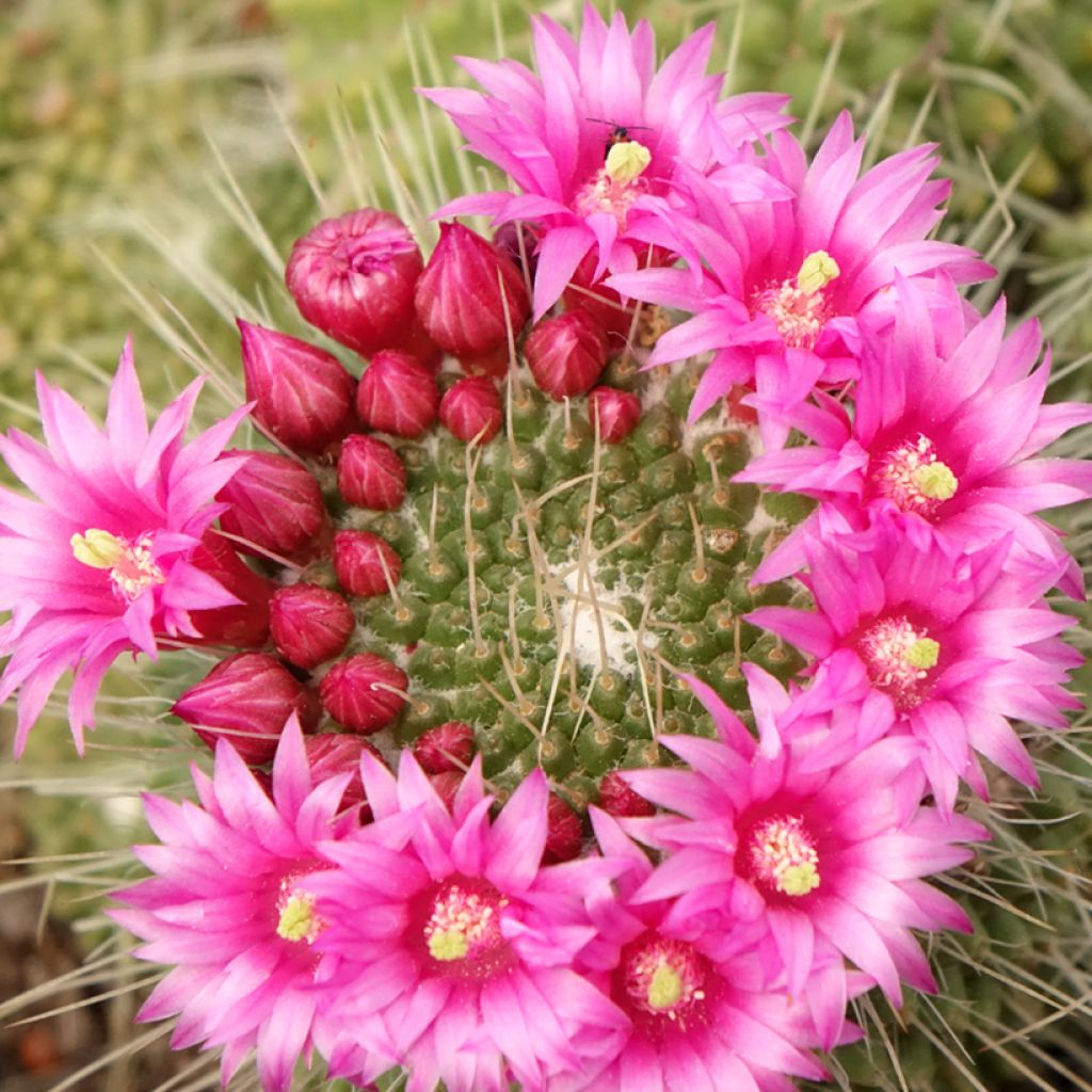 Cactus - Mammillaria Un Pico