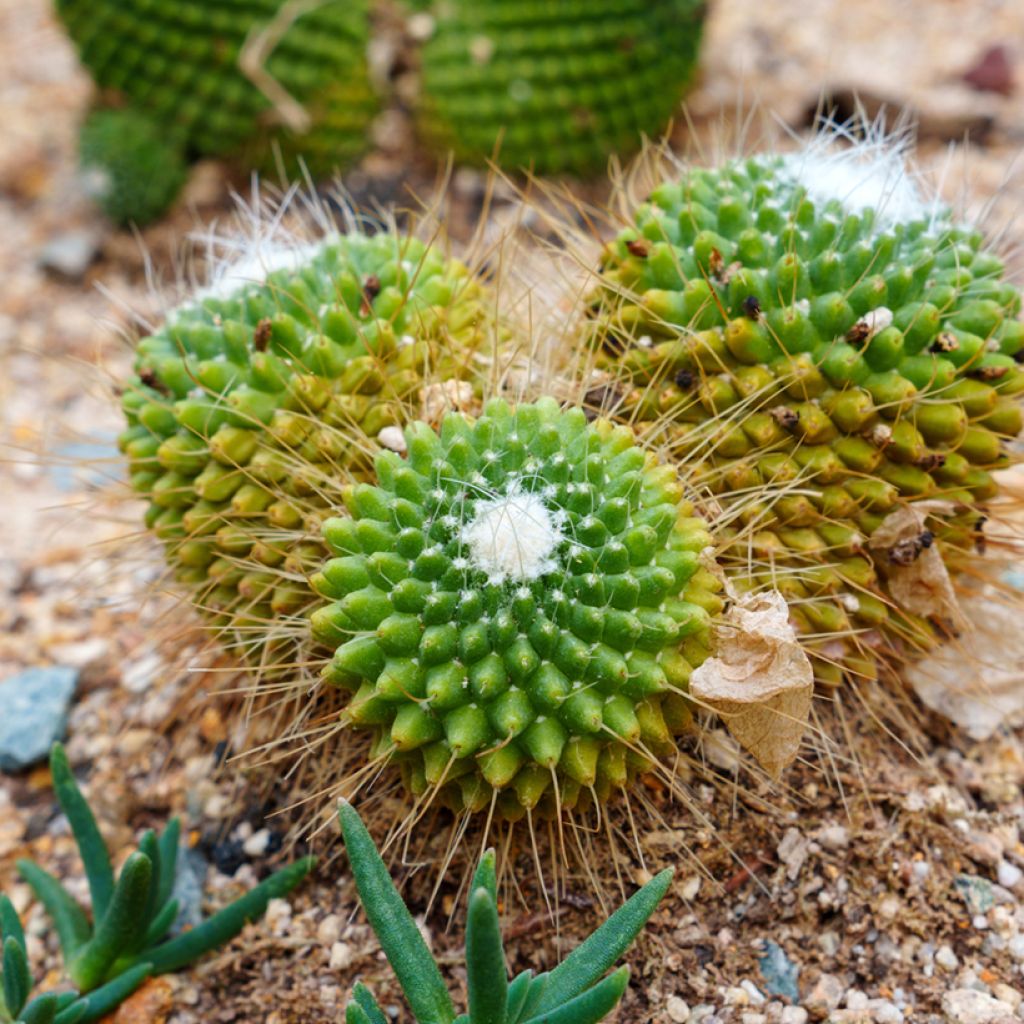 Cactus - Mammillaria Un Pico