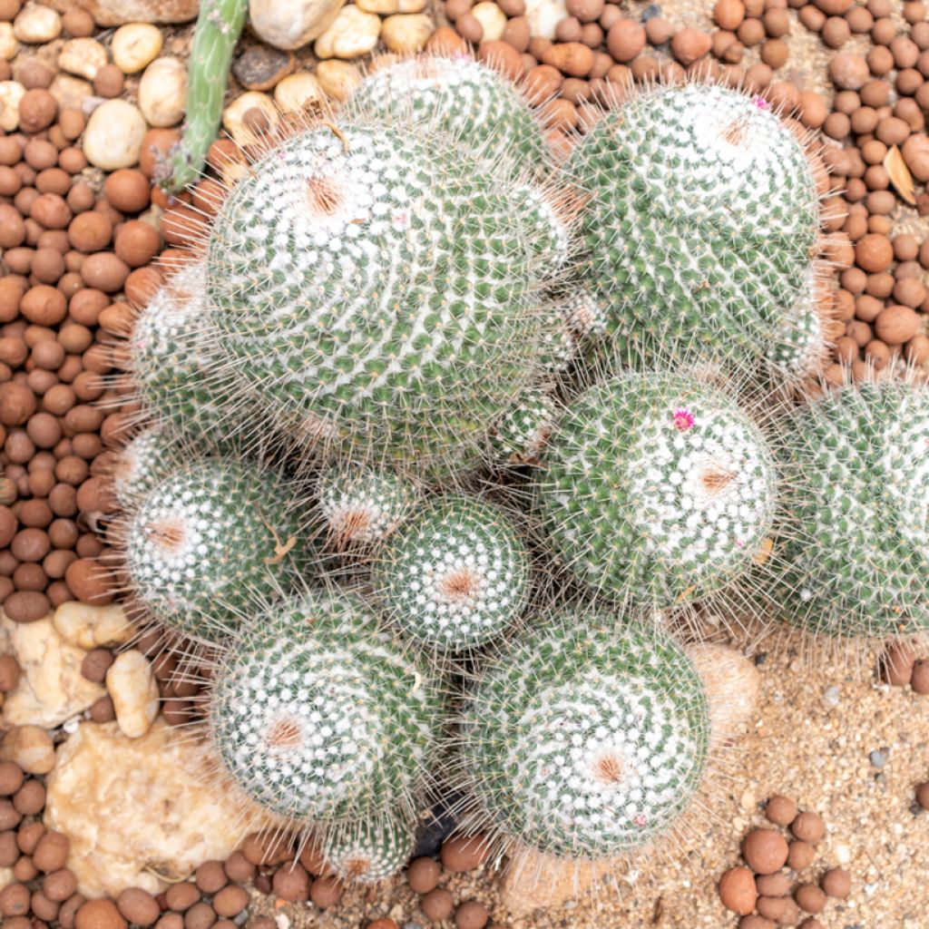 Cactus - Mammillaria hahniana